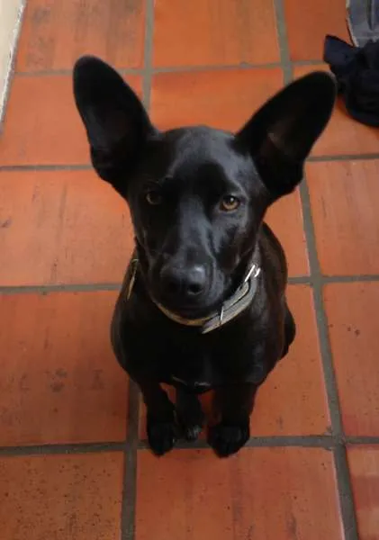 Cachorro raça SRD idade 2 anos nome Bobby