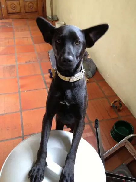 Cachorro raça SRD idade 2 anos nome Bobby