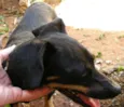 Pequerrucha