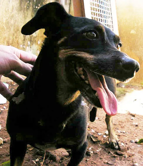 Cachorro ra a indefinida idade 3 anos nome Pequerrucha
