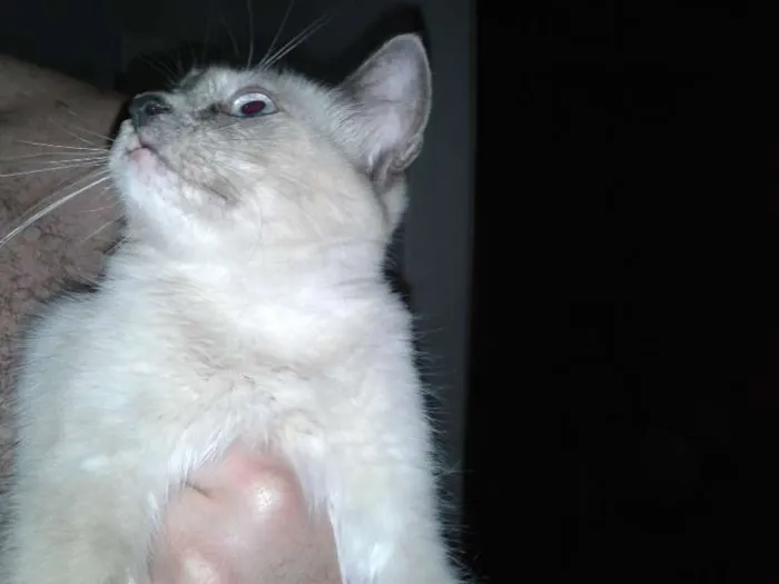 Gato ra a SRD idade 2 a 6 meses nome Nina