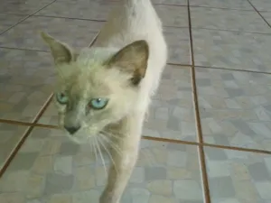 Gato raça SRD idade 2 a 6 meses nome Nina