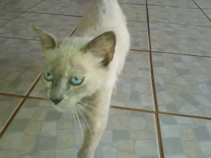 Gato ra a SRD idade 2 a 6 meses nome Nina