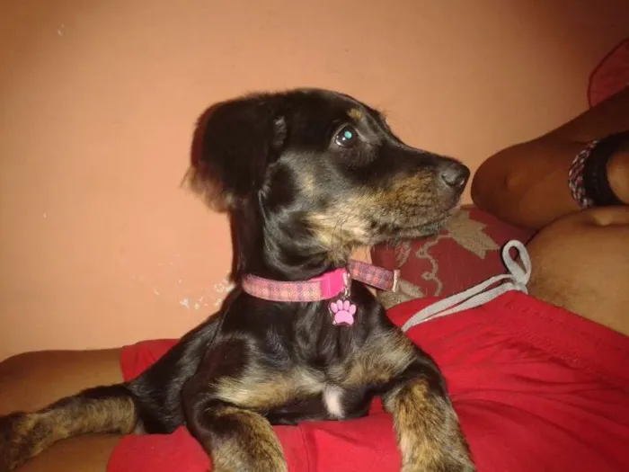 Cachorro ra a vira-lata idade 2 a 6 meses nome Madiba