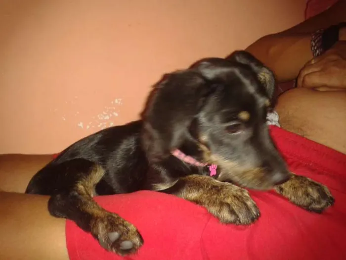 Cachorro ra a vira-lata idade 2 a 6 meses nome Madiba