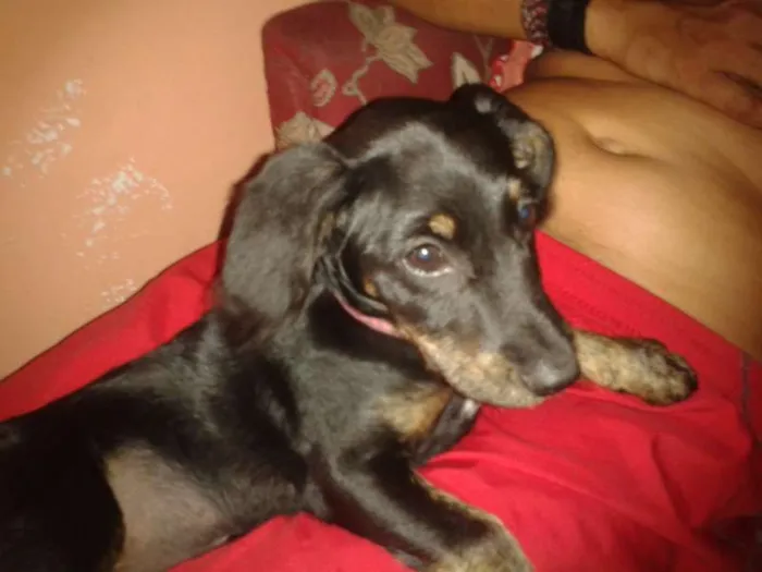 Cachorro ra a vira-lata idade 2 a 6 meses nome Madiba