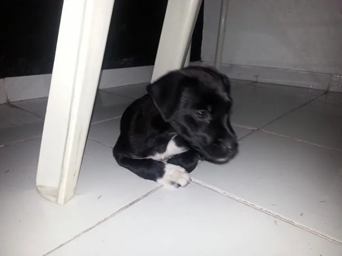 Cachorro ra a Vira Lata idade 2 a 6 meses nome Neguinha