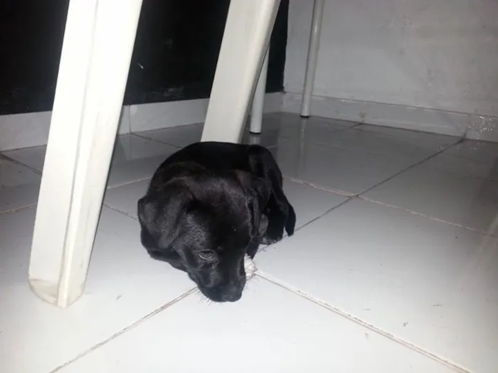 Cachorro ra a Vira Lata idade 2 a 6 meses nome Neguinha