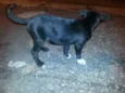 Neguinha
