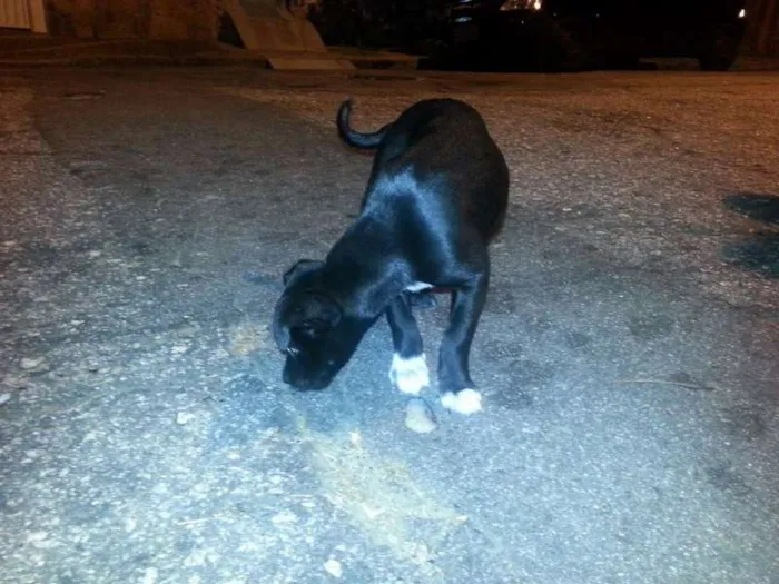 Cachorro ra a Vira Lata idade 2 a 6 meses nome Neguinha