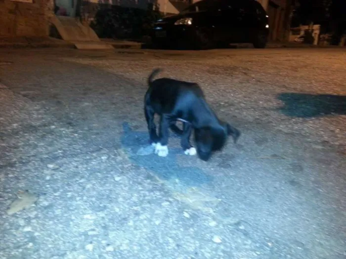 Cachorro ra a Vira Lata idade 2 a 6 meses nome Neguinha