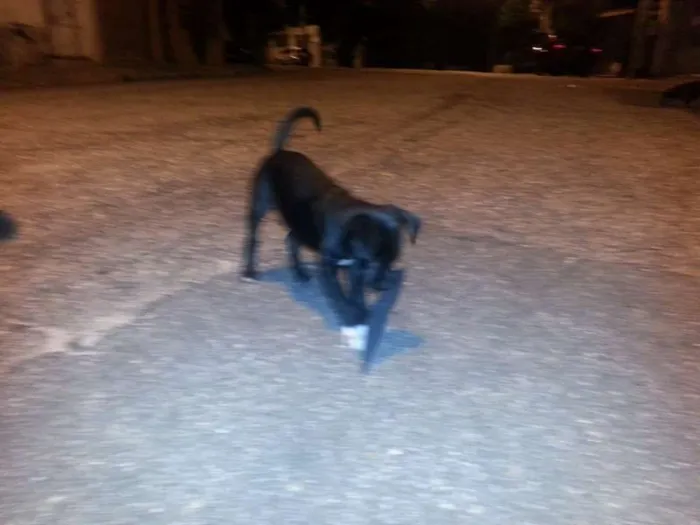 Cachorro ra a Vira Lata idade 2 a 6 meses nome Neguinha