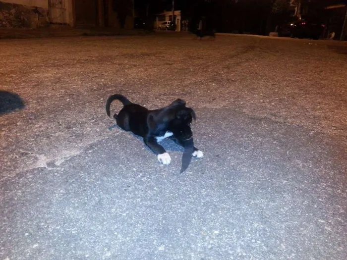 Cachorro ra a Vira Lata idade 2 a 6 meses nome Neguinha