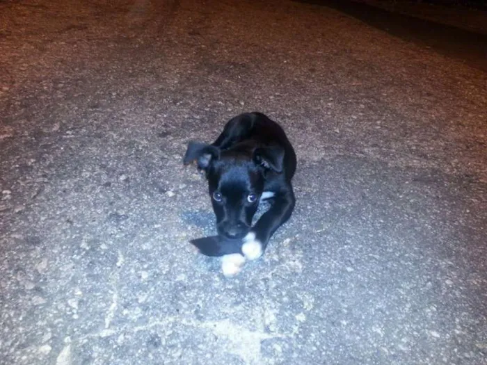 Cachorro ra a Vira Lata idade 2 a 6 meses nome Neguinha