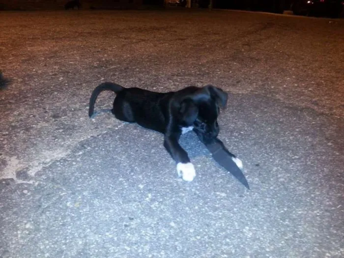 Cachorro ra a Vira Lata idade 2 a 6 meses nome Neguinha