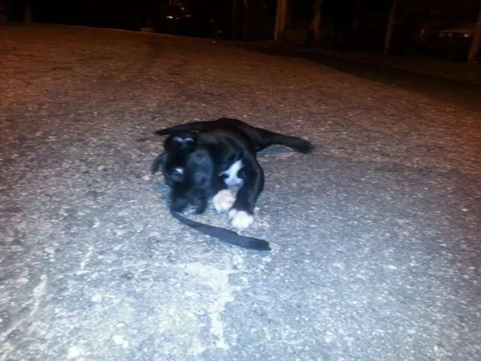 Cachorro ra a Vira Lata idade 2 a 6 meses nome Neguinha