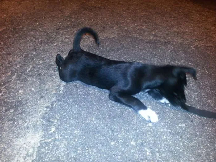 Cachorro ra a Vira Lata idade 2 a 6 meses nome Neguinha