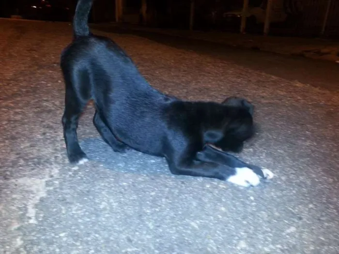 Cachorro ra a Vira Lata idade 2 a 6 meses nome Neguinha