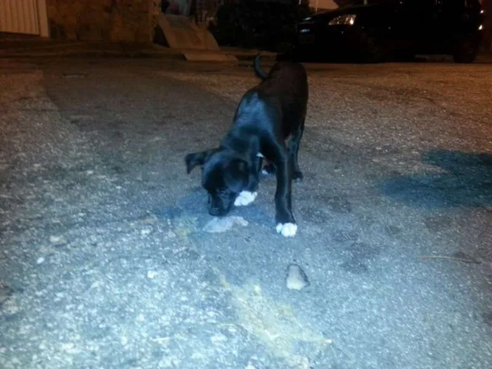 Cachorro ra a Vira Lata idade 2 a 6 meses nome Neguinha