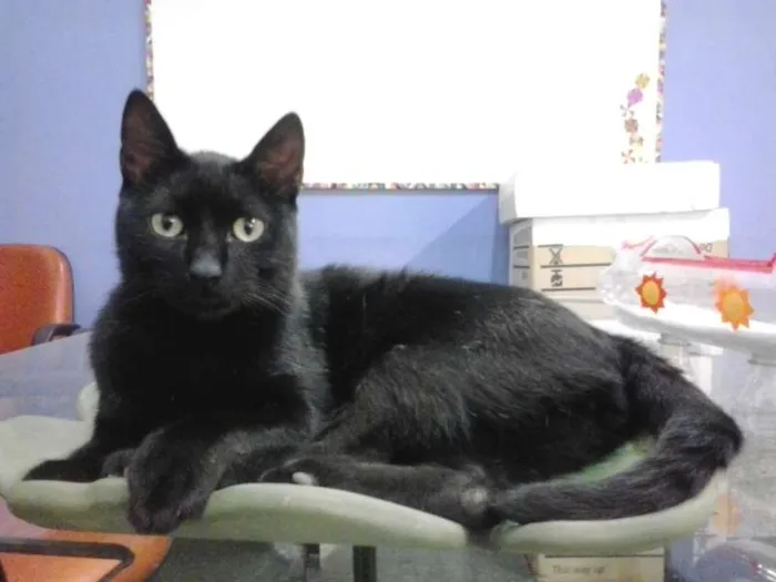Gato ra a vira lata idade 2 a 6 meses nome Uruca