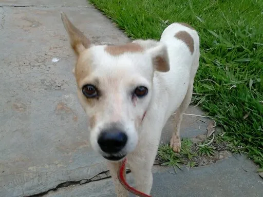 Cachorro ra a indefinida idade 3 anos nome sem nome