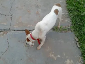 Cachorro raça indefinida idade 3 anos nome sem nome