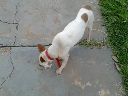 Cachorro ra a indefinida idade 3 anos nome sem nome