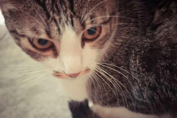 Gato ra a SRD idade 1 ano nome Tico e Madô