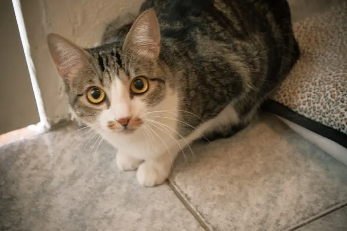 Gato ra a SRD idade 1 ano nome Tico e Madô