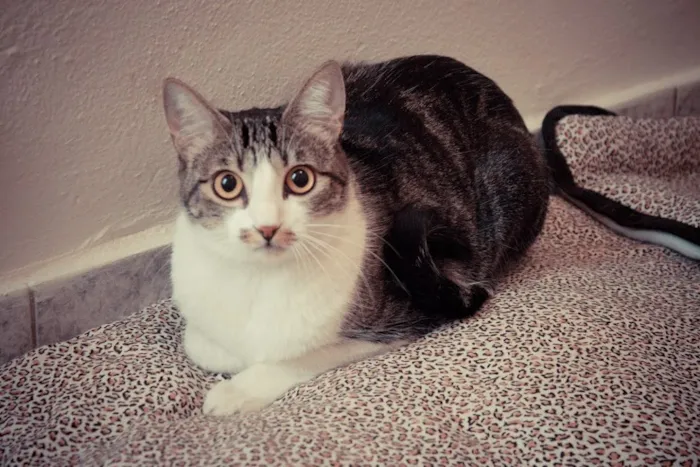 Gato ra a SRD idade 1 ano nome Tico e Madô