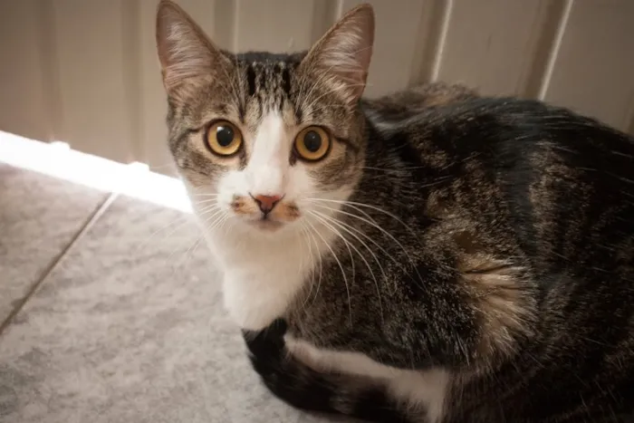 Gato ra a SRD idade 1 ano nome Tico e Madô