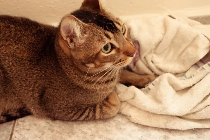Gato ra a SRD idade 1 ano nome Tico e Madô
