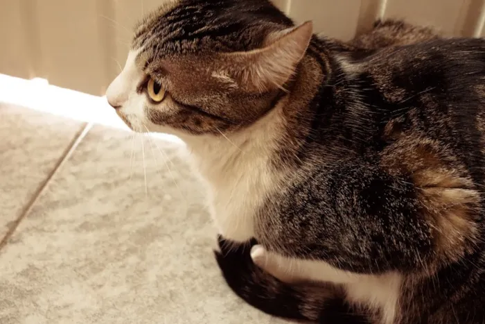 Gato ra a SRD idade 1 ano nome Tico e Madô