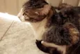 Tico e Madô