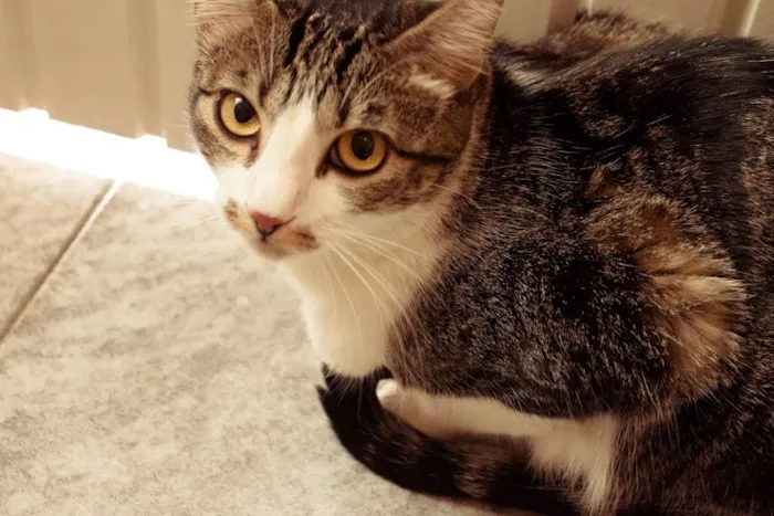 Gato ra a SRD idade 1 ano nome Tico e Madô