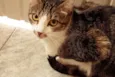 Tico e Madô