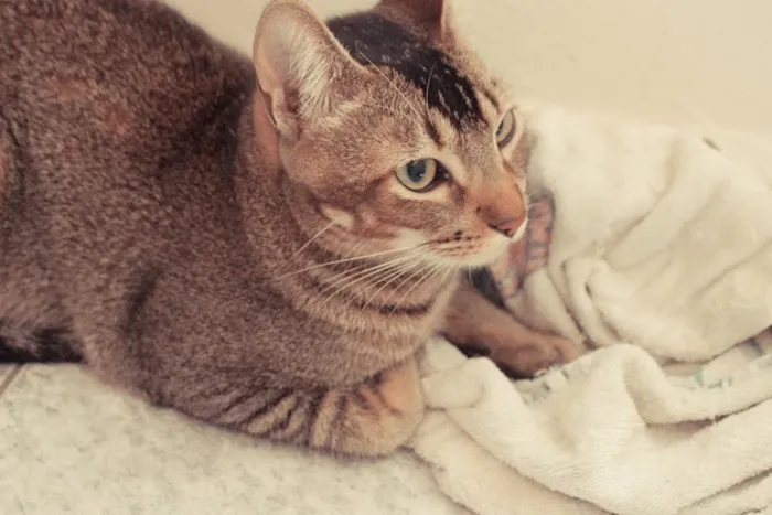 Gato ra a SRD idade 1 ano nome Tico e Madô