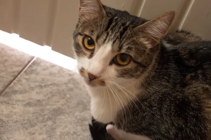 Gato ra a SRD idade 1 ano nome Tico e Madô