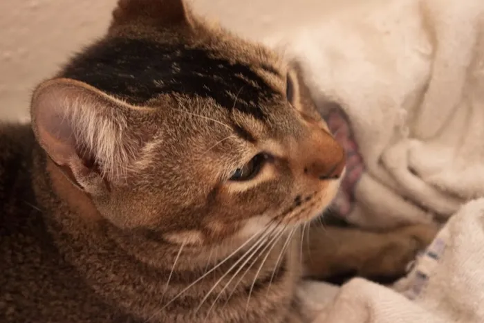 Gato ra a SRD idade 1 ano nome Tico e Madô