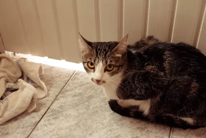 Gato ra a SRD idade 1 ano nome Tico e Madô