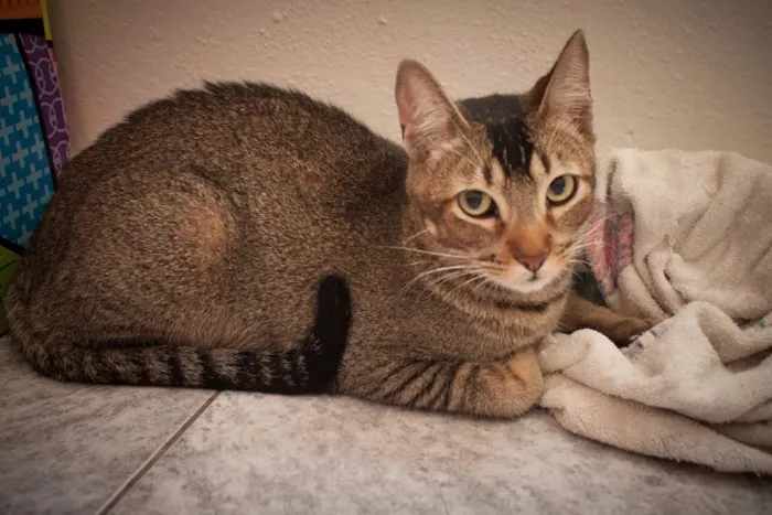 Gato ra a SRD idade 1 ano nome Tico e Madô
