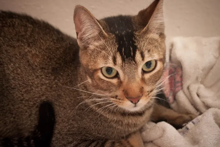 Gato ra a SRD idade 1 ano nome Tico e Madô