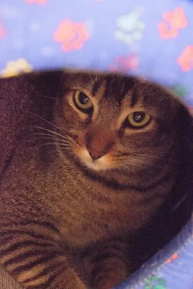 Gato ra a SRD idade 1 ano nome Tico e Madô