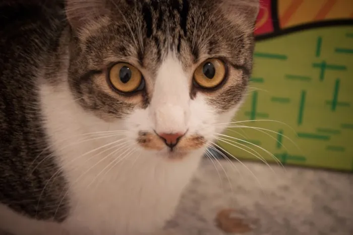 Gato ra a SRD idade 1 ano nome Tico e Madô