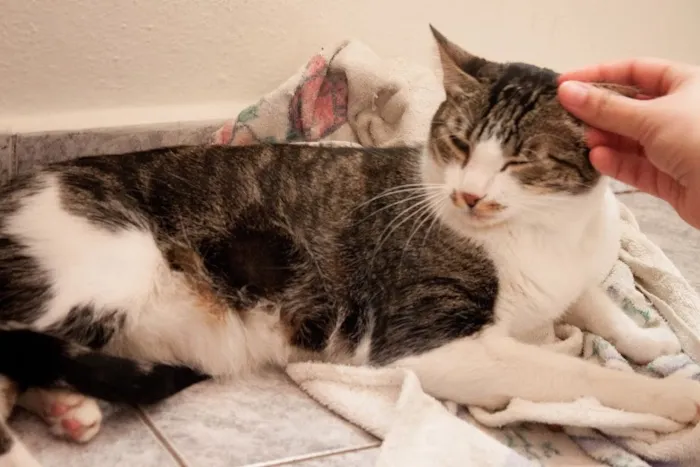 Gato ra a SRD idade 1 ano nome Tico e Madô