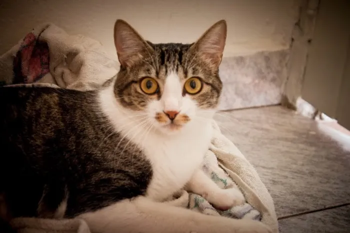 Gato ra a SRD idade 1 ano nome Tico e Madô