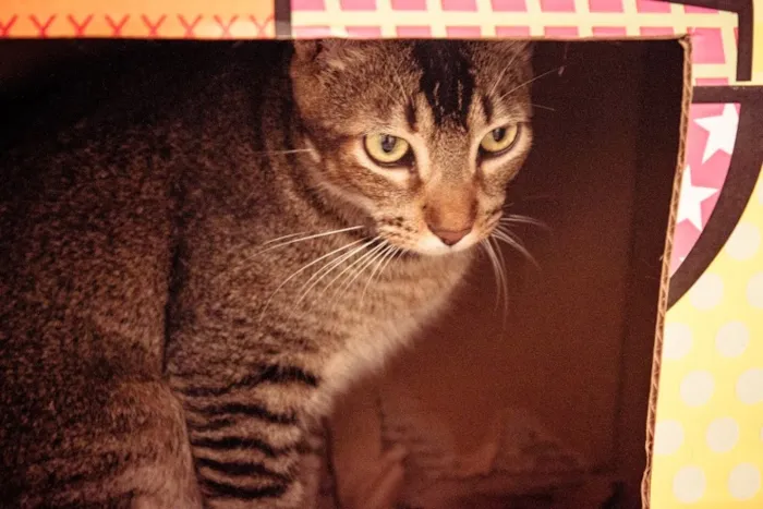 Gato ra a SRD idade 1 ano nome Tico e Madô