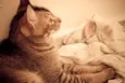 Tico e Madô