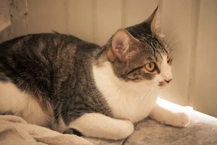 Gato ra a SRD idade 1 ano nome Tico e Madô