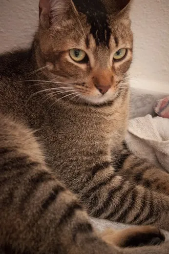 Gato ra a SRD idade 1 ano nome Tico e Madô